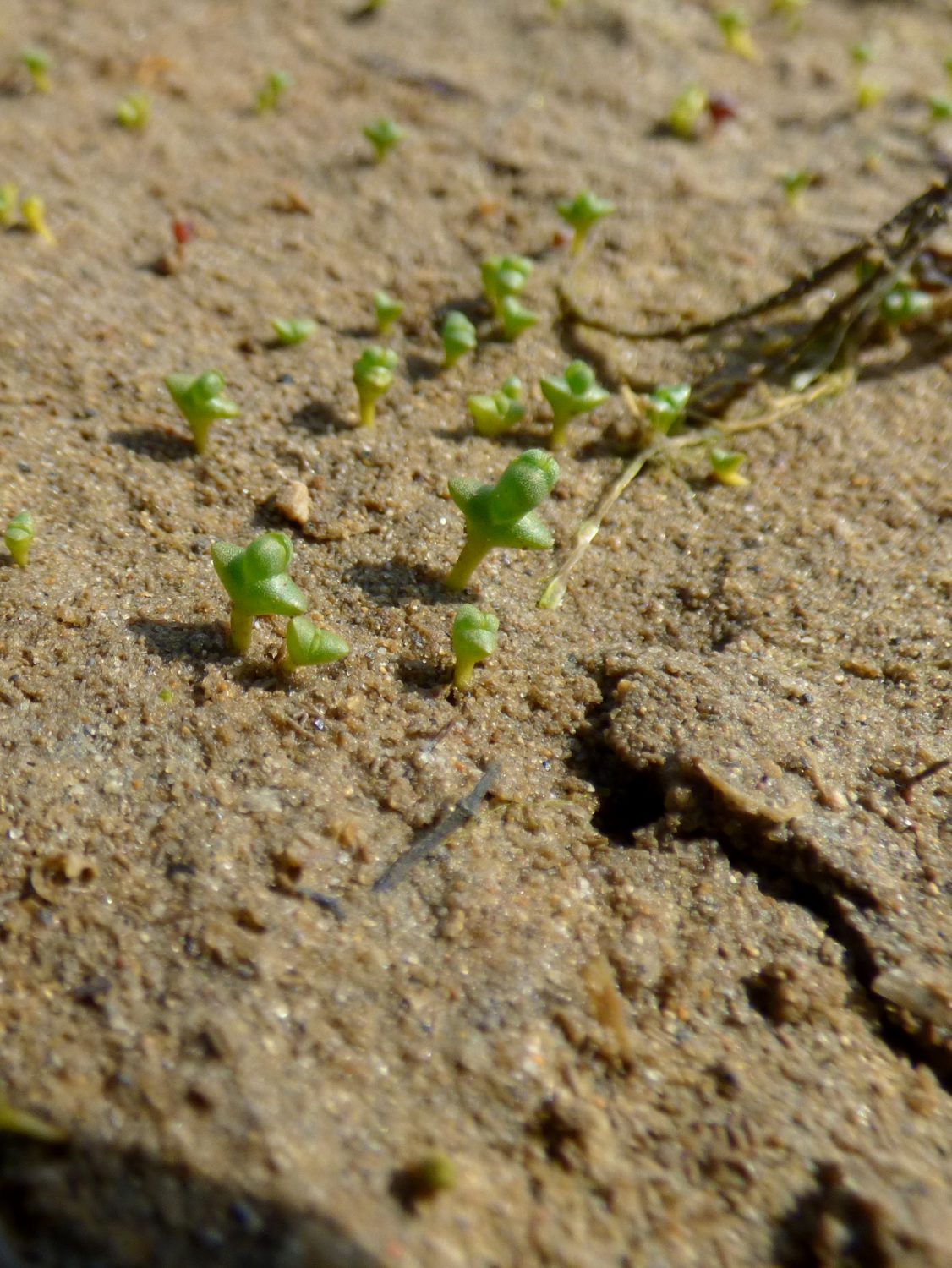 Glasswort powder picture