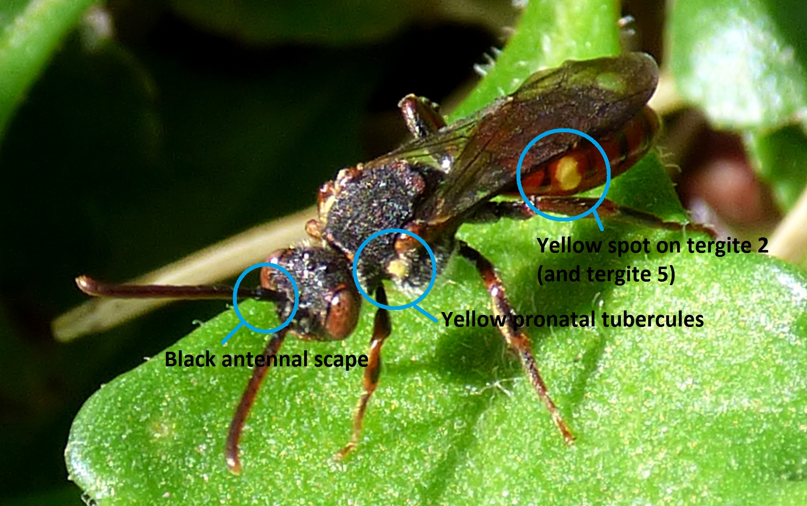 Nomada ferruginata ID features